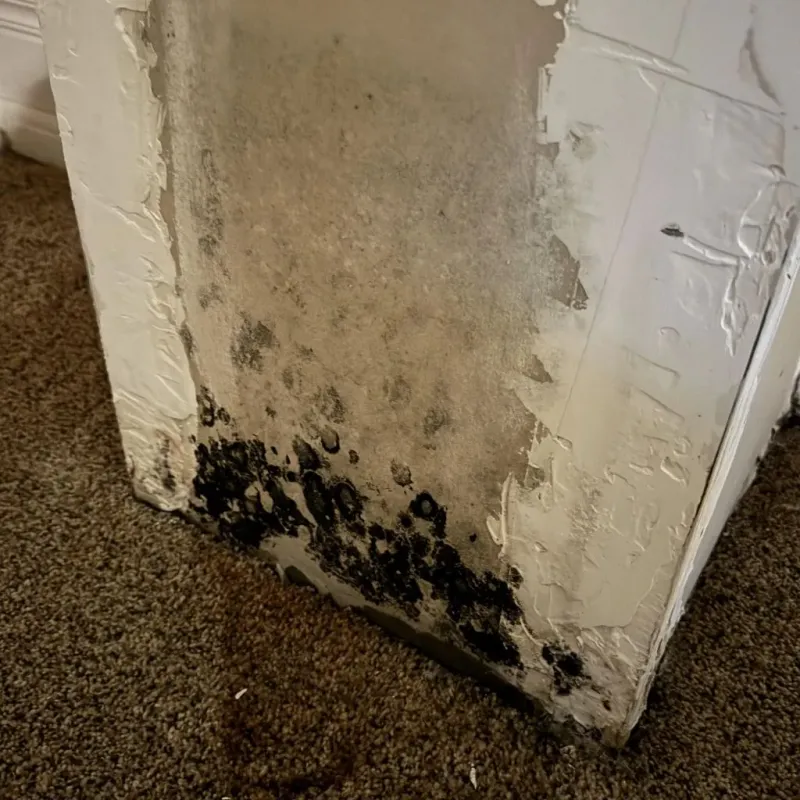 Professional Mold Removal in Maurice, LA